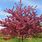 Crab Apple Tree Pictures
