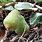 Creeping Fig Fruit