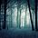 Creepy Misty Forest