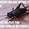 Cricket Insect Meme