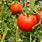 Cultivo De Tomate