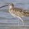 Curlew ID