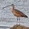 Curlew Pictures