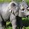 Cute Baby Elephants
