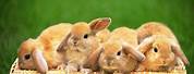 Cute Bunny Wallpaper for iPads
