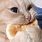 Cute Cat Eating Food
