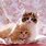 Cute Cats and Kittens
