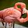 Cute Flamingo Pictures