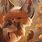 Cute Fox Art Wallpaper