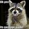 Cute Funny Raccoon Memes