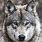 Cute Gray Wolf Face