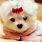 Cute Little Puppy Wallpaper