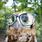 Cute Owl with Glasses