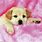 Cute Puppy 3D Wallpapers