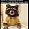 Cute Raccoon Memes