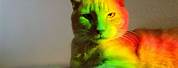 Cute Rainbow Cat Wallpaper
