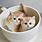 Cute Teacup Kittens