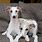 Cute Whippet Dogs
