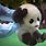 Cutest Panda On Earth
