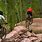 Cuyuna Mountain Bike Trail