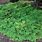 Cypress Ground Cover