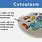 Cytoplasm Biology