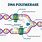 DNA Polymerase Types