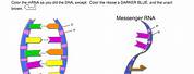 DNA Replication Coloring Worksheet Key
