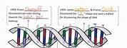 DNA Replication Practice Worksheet Answers