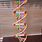 DNA Structure Project
