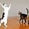 Dancing Kitties
