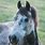 Dapple Grey Horse Mustang