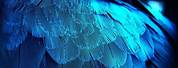Dark Blue Feather Wallpaper
