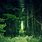 Dark Green Forest iPhone Wallpaper