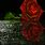 Dark Red Rose iPhone Wallpaper