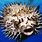 Deadly Puffer Fish