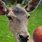Deer Eating Apples