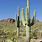 Desert Cactus Types