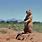 Desert Prairie Dog