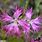Dianthus Broteri