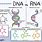 Difference Between DNA and RNA Structure