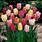 Different Color Tulips