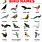 Different Types of Birds Animal