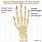 Distal Bone