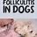 Dog Folliculitis Treatment