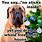 Dog Funny Christmas Quotes