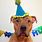 Dog Party Hat