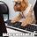 Dog in Office Meme