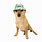 Dog with Bucket Hat