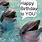 Dolphin Birthday Meme